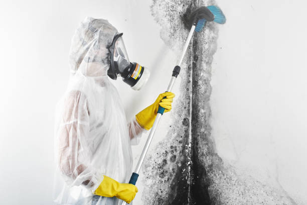 Best Black Mold Removal  in Bright, IN