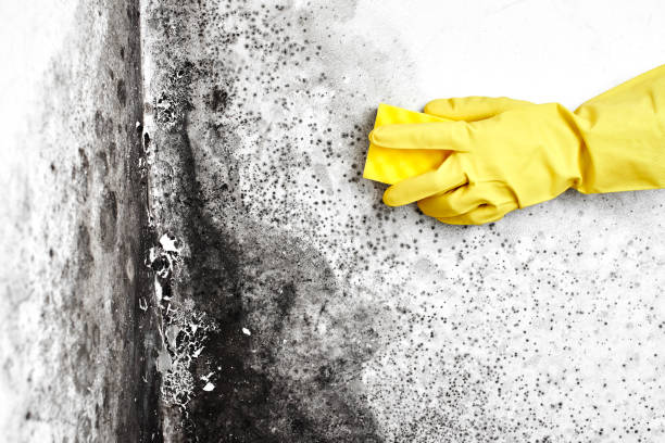 Best Mold Removal for HVAC Installations  in Bright, IN