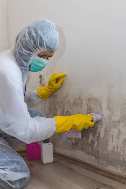 Best Mold-Related Health Consultation  in Bright, IN